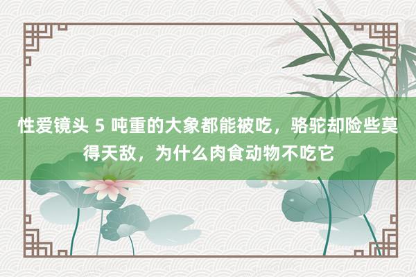 性爱镜头 5 吨重的大象都能被吃，骆驼却险些莫得天敌，为什么肉食动物不吃它